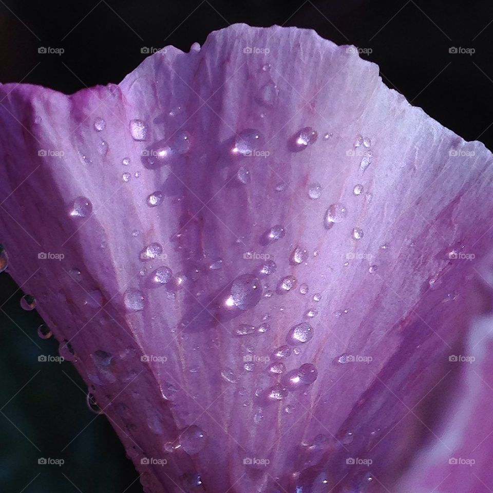 Lavender Petal