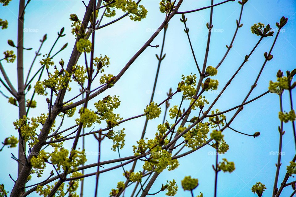 Tree blossoms during spring time in NY 