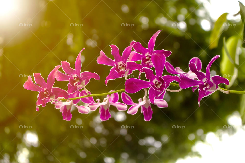 Thai flowers purple Orchids on nature tree background