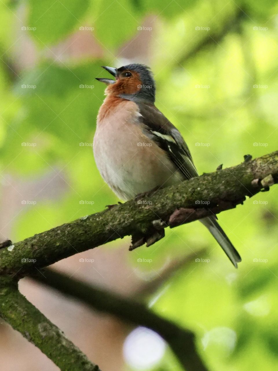 Chaffinch