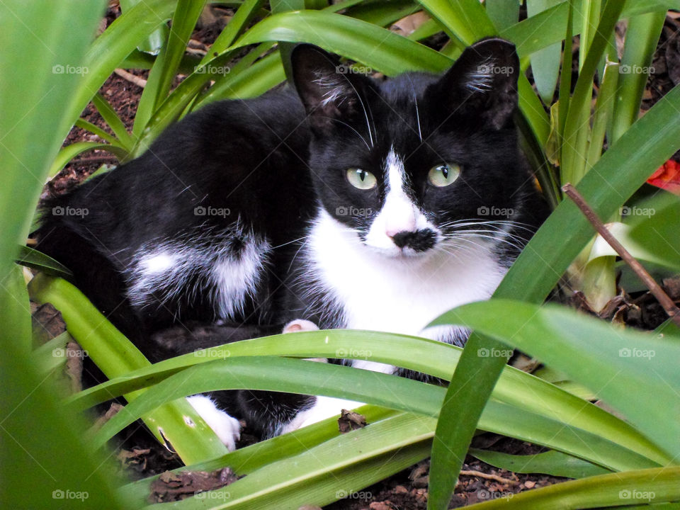 black and white cat in the green plants