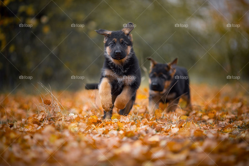 German Shepherd Puppies outdoor portrait