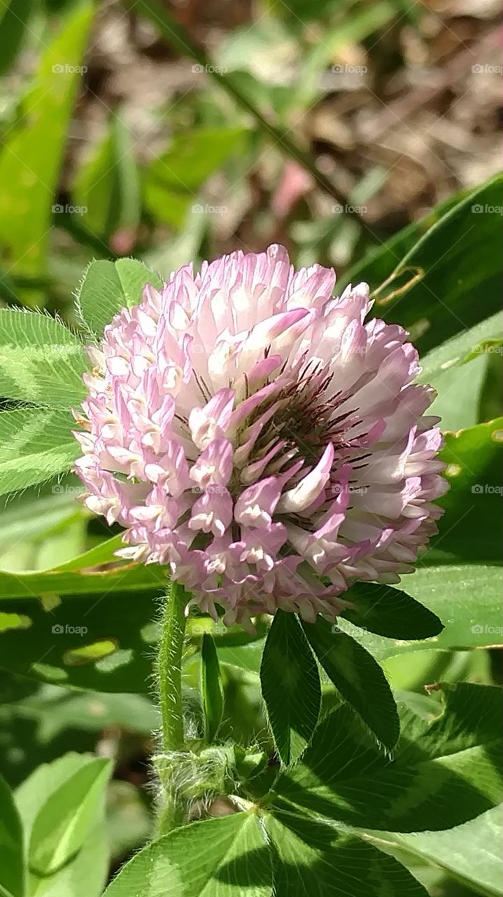 pink flower