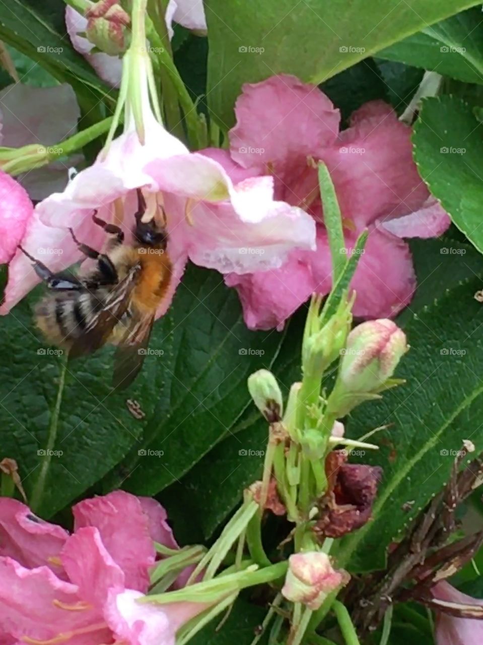 Common carder bee getting pollen from a Weigela flower in the garden in summer
