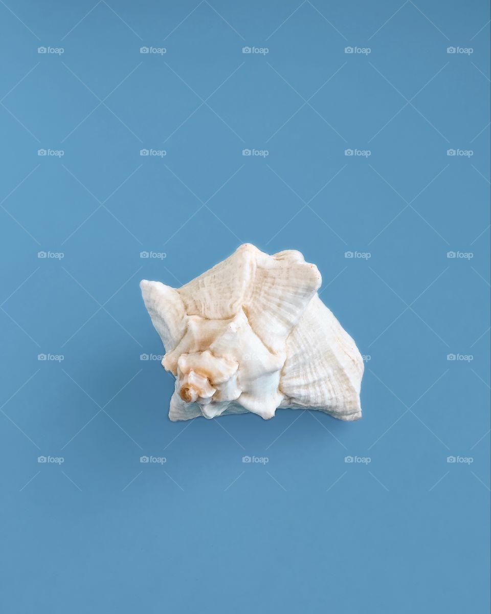 Shell on blue paper background