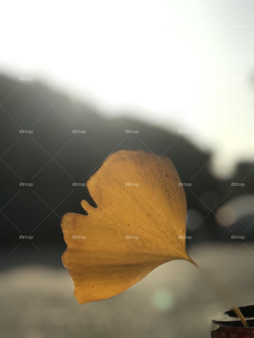 Nature, No Person, Flower, Leaf, Sun