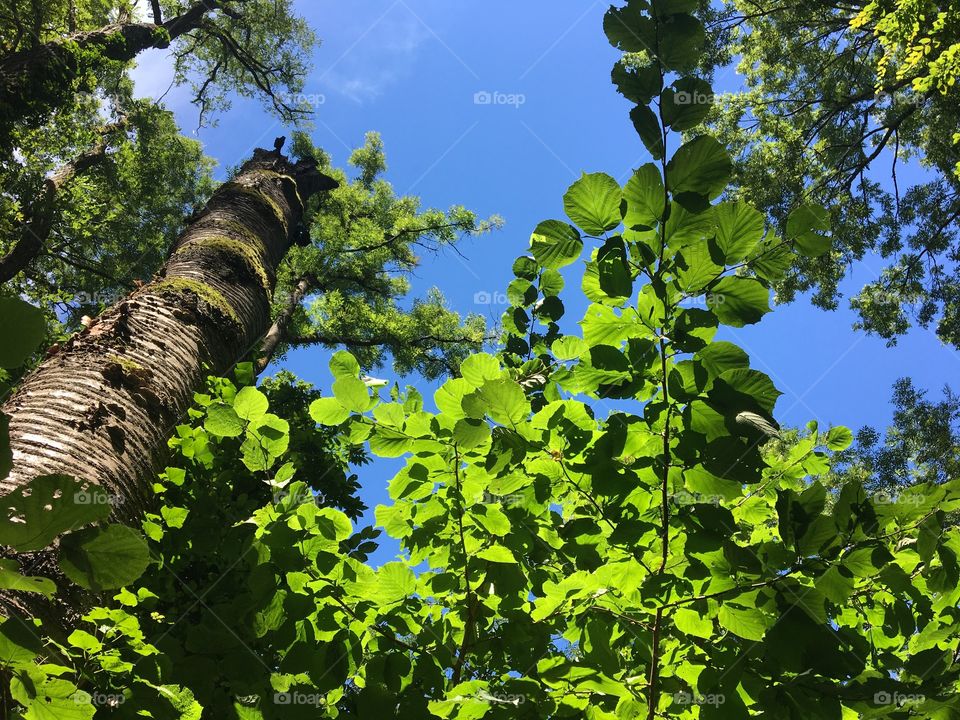 Beauty of trees in summertime 