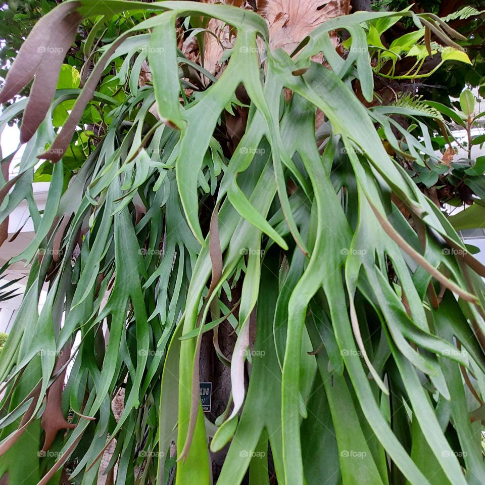 Platycerium bifurcatum is a fern native to Java which is spread all over the world