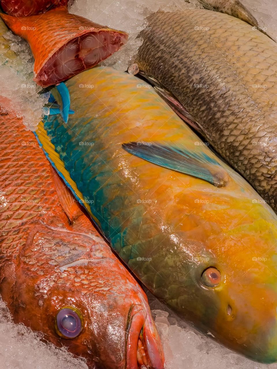 colorful fish