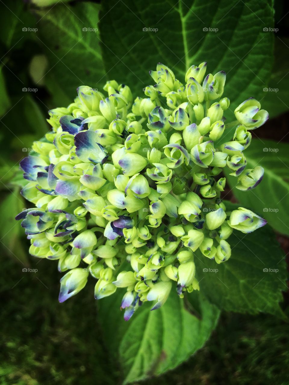 Hydrangea starting summer bloom.