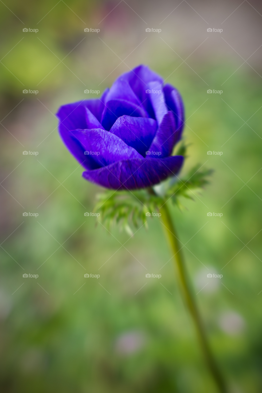 pretty flower purple colour by Weathers71