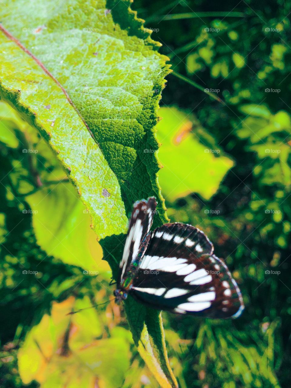 Beautiful butterfly