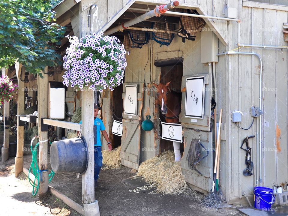 All Included Pletcher Barn. Saratoga, opening day at the Pletcher barn with his flaxen  colt "All Included" in his stall. 
Zazzle.com/ Fleetphoto 