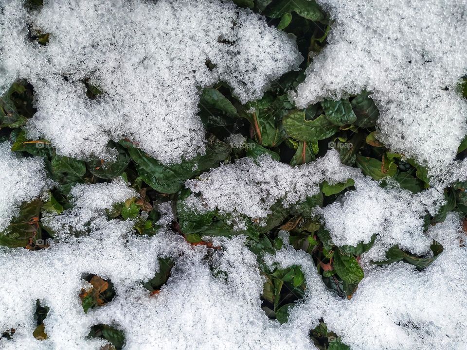 snowed plant