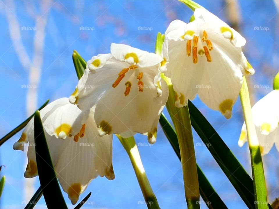Three Snowdrops in the wilderness