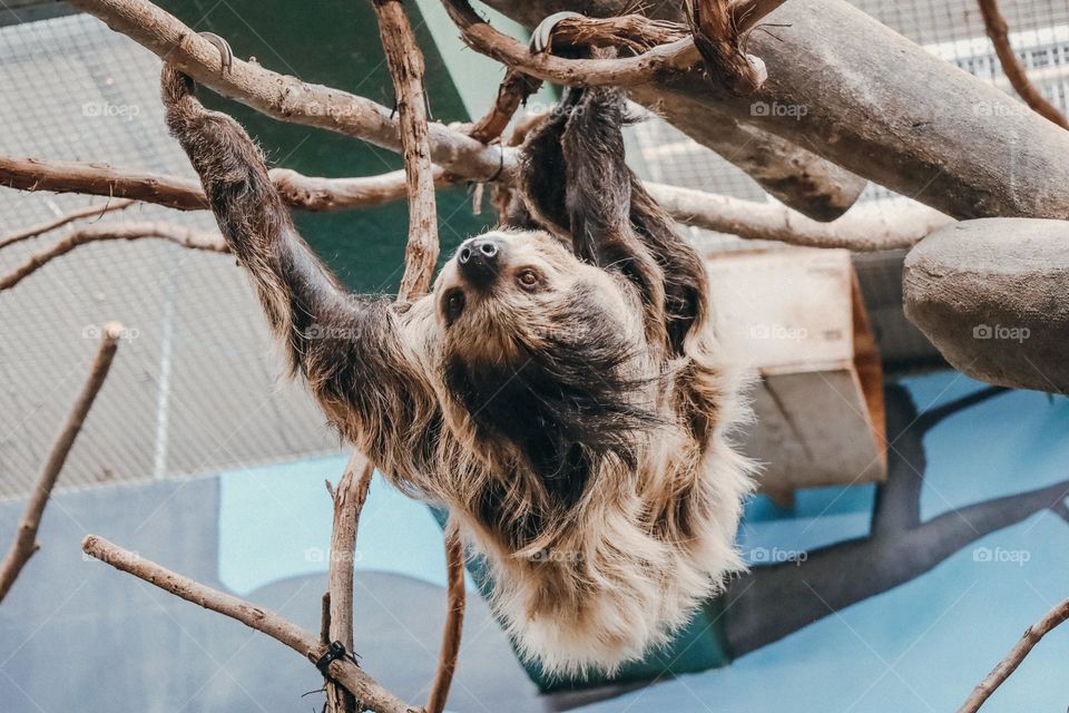Hanging sloth 🦥