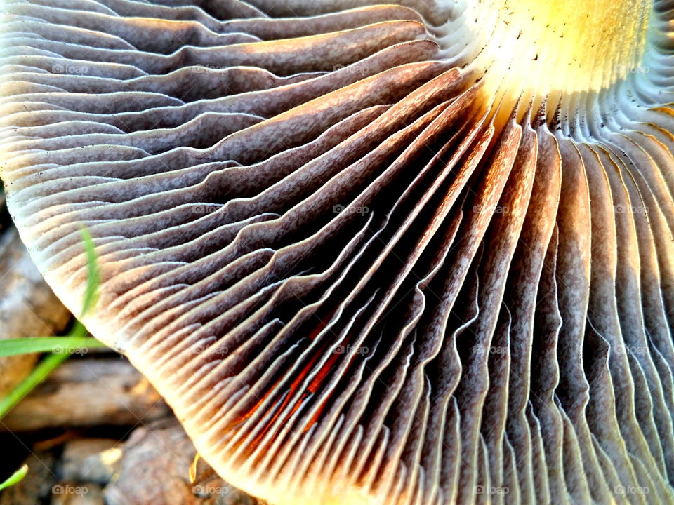 Extreme close up of Mushroom