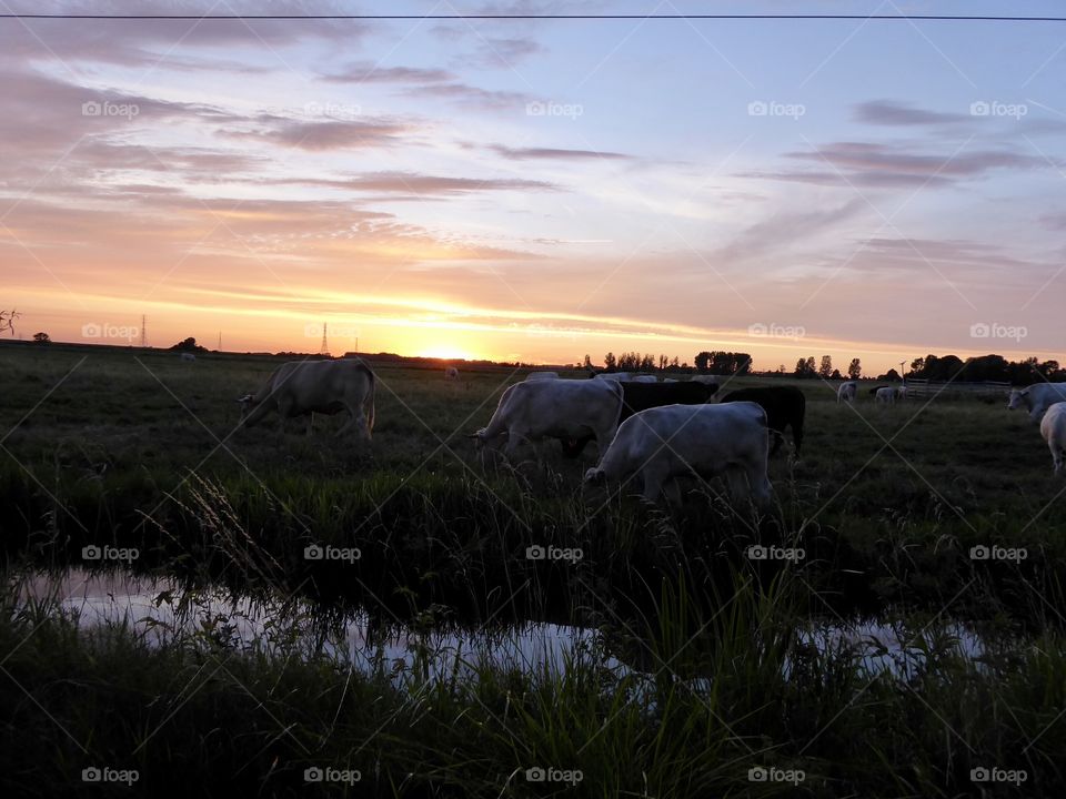 Countryside behind the dike 