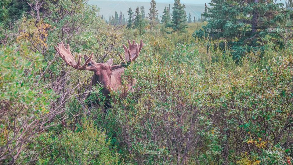 Hidden moose in the Forrest 