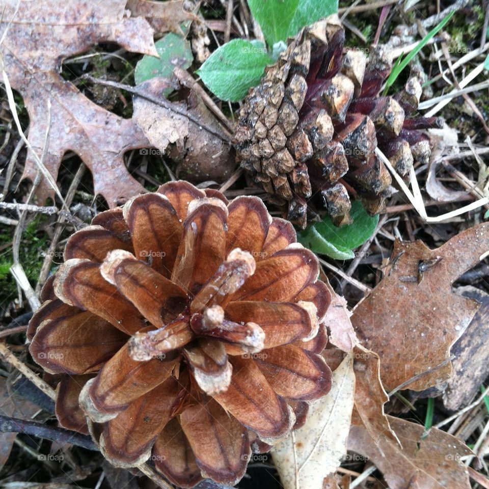 Pinecones 