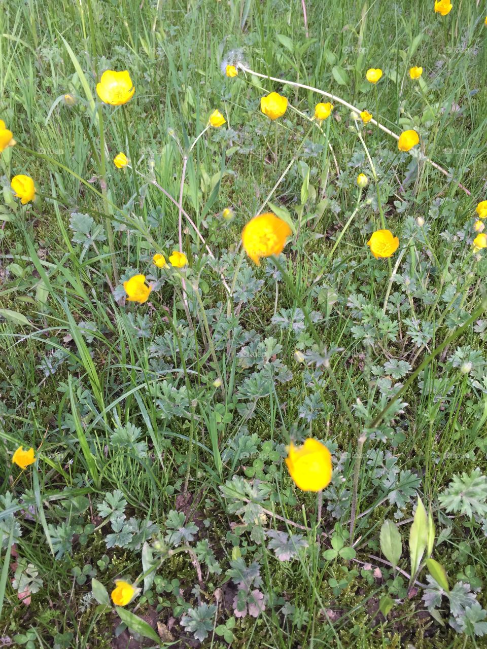 Buttercup in the woods
They're so yellow they don't actually photograph well, and I almost deleted the shot; however, it looks interesting with filters.
