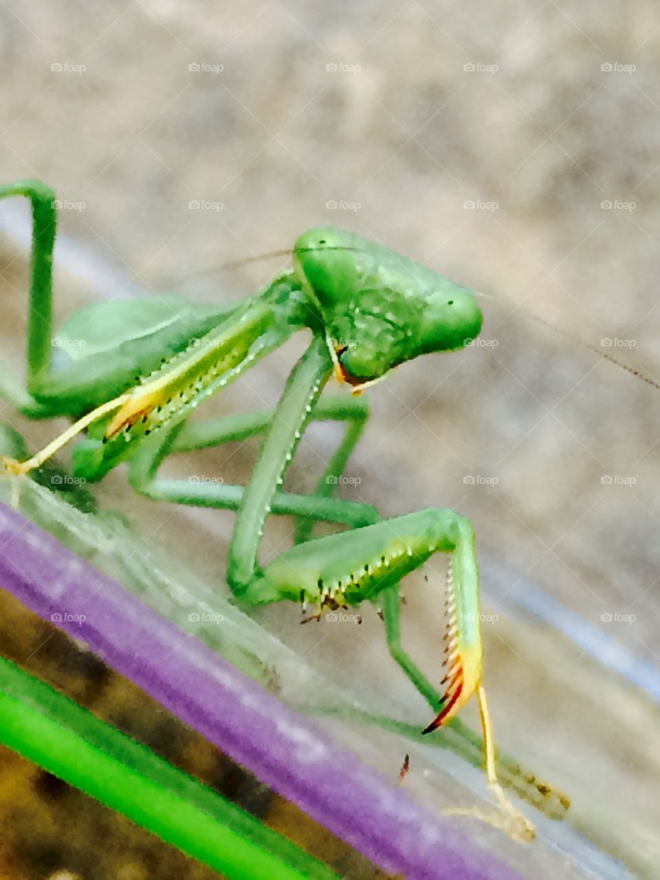 Praying mantis