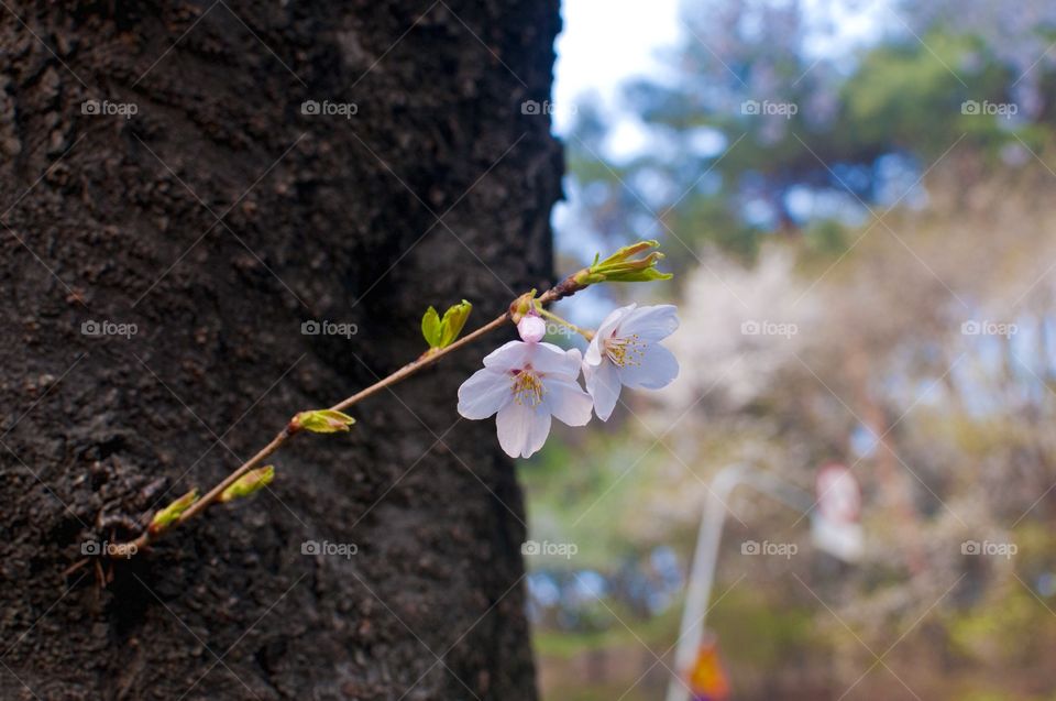 Cherry Blossom . Suwon, South Korea
