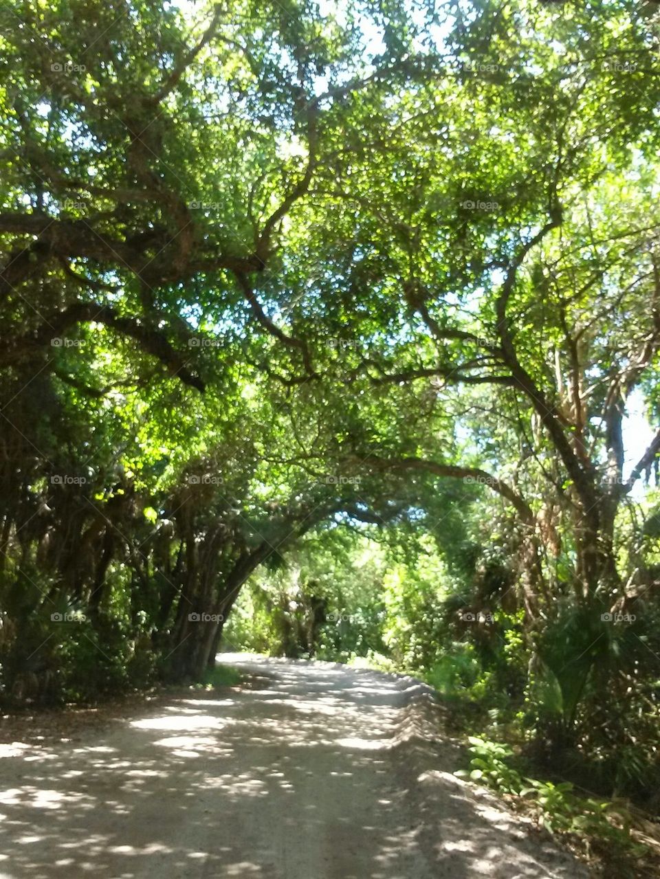 jungle trail road 