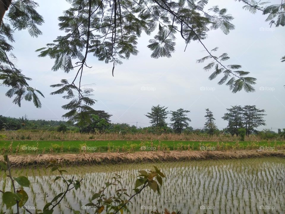 Plant and tree on the yard