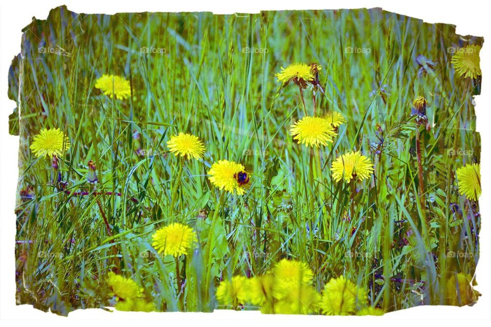 flowers, summer, yellow, green, colors, nature, outdoor, bee, insect,