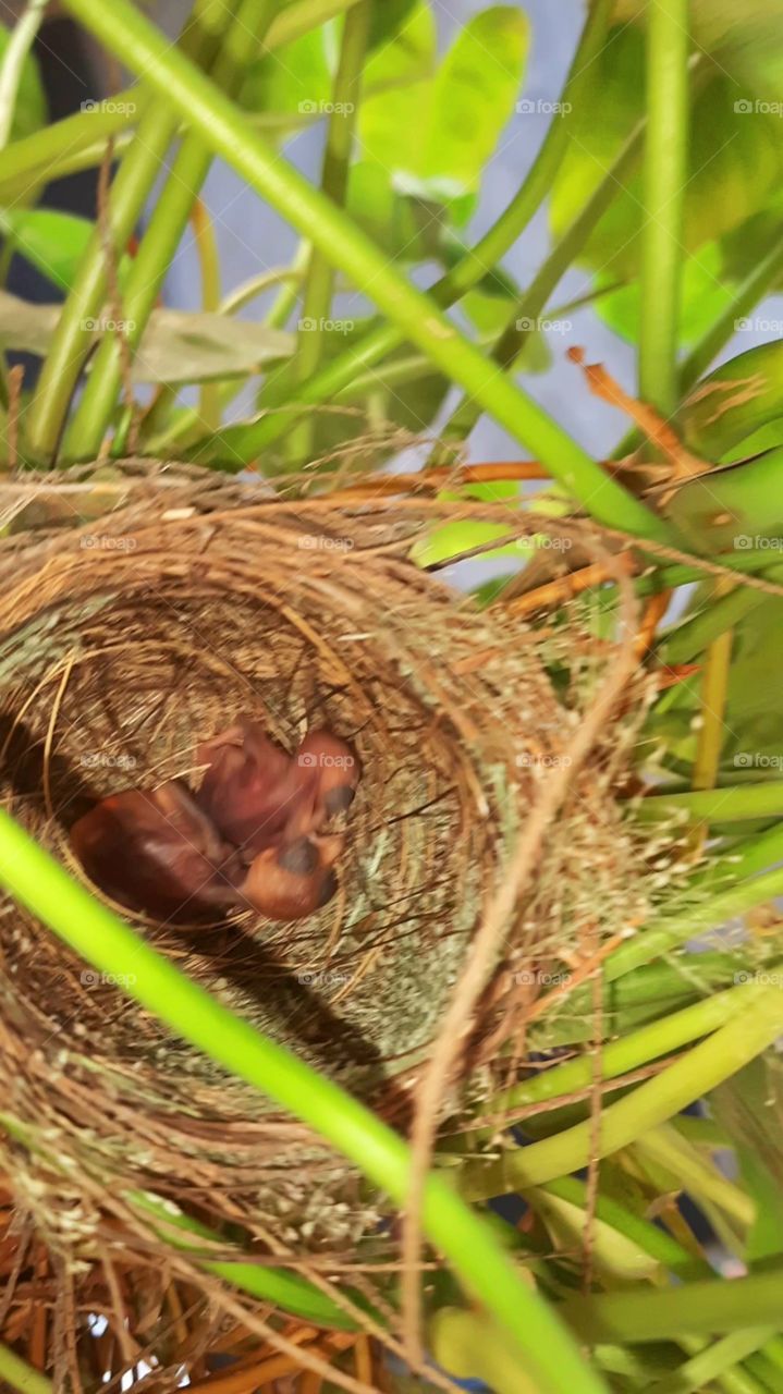 Chicks of red vented bulbul bird