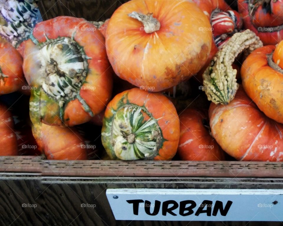 Turbans in Fall-. A beautiful fall day on a Pumpkin Farm in the Pacific Northwest-