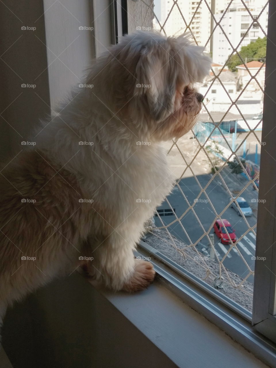 A dog and his window