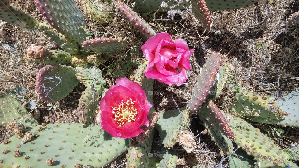 cactus flowers