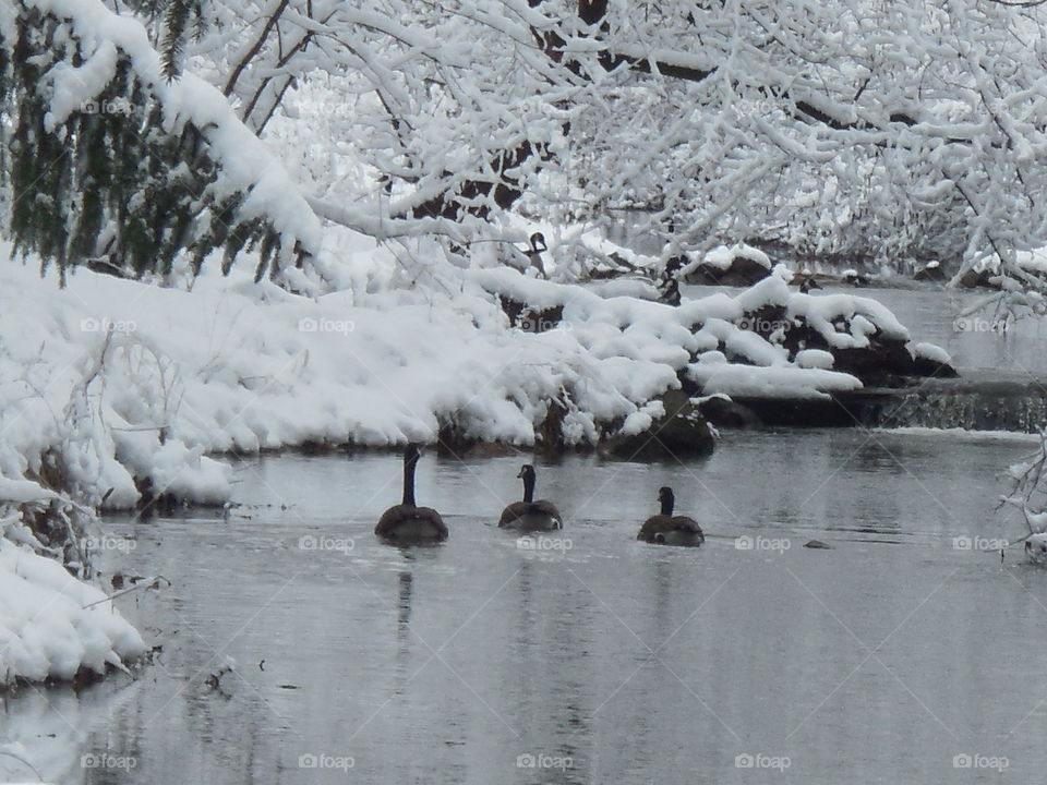 three geese swimming in winter creek
