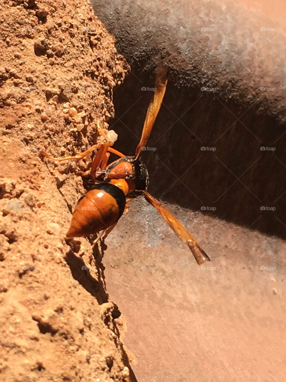 Closeup outdoor view large orange black wasp at nest