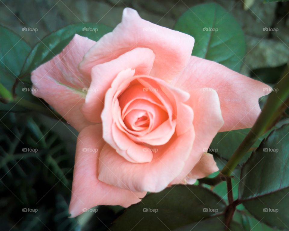 Rosa pink