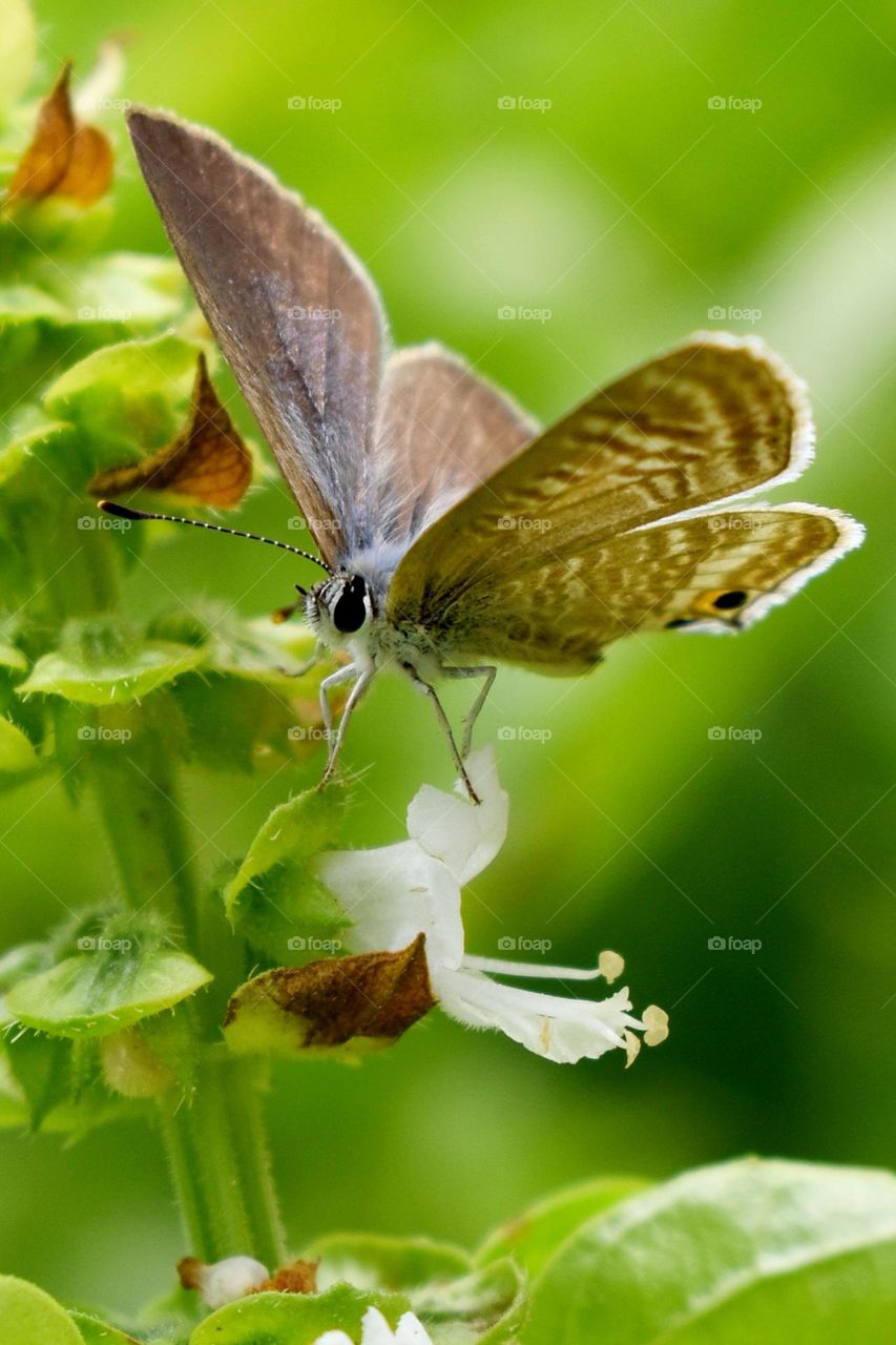 butterfly sitting on basil plant