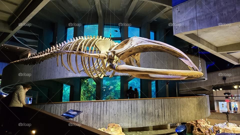 Very Large Fish Fossil Hanging at the Aquarium