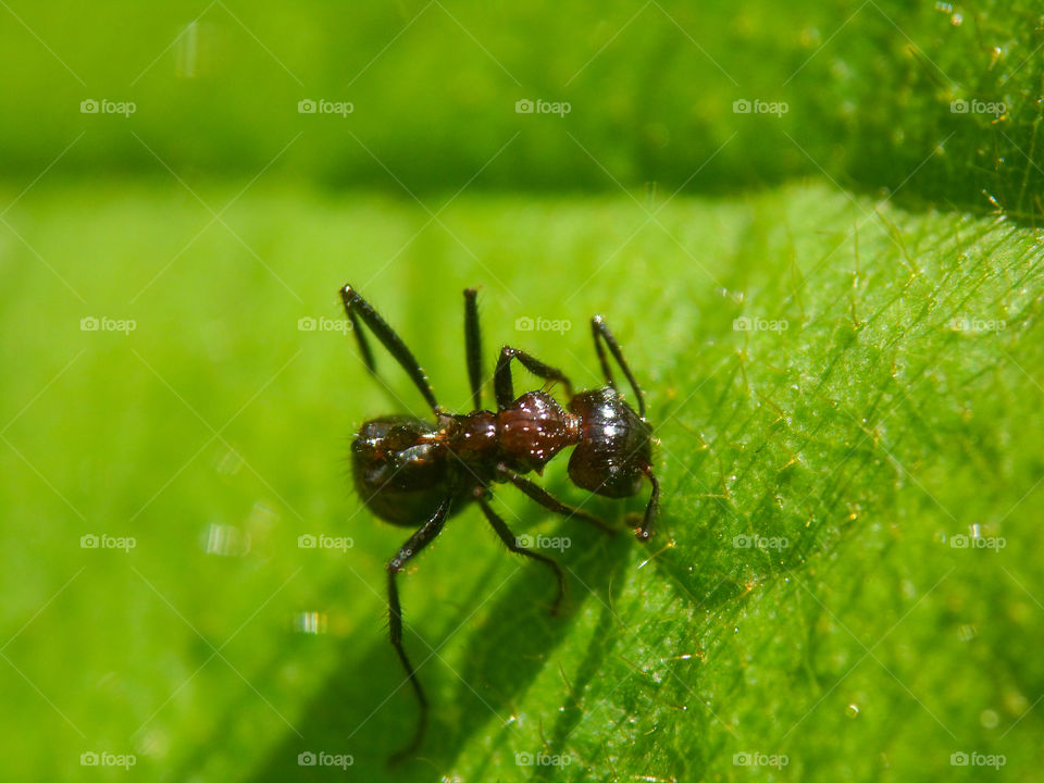 sugar ant on a green leaf