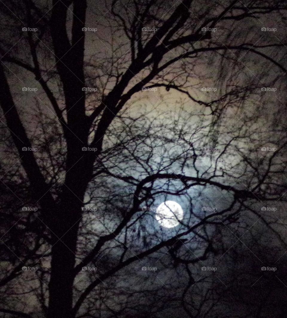 Vollmond scheint durch Bäume