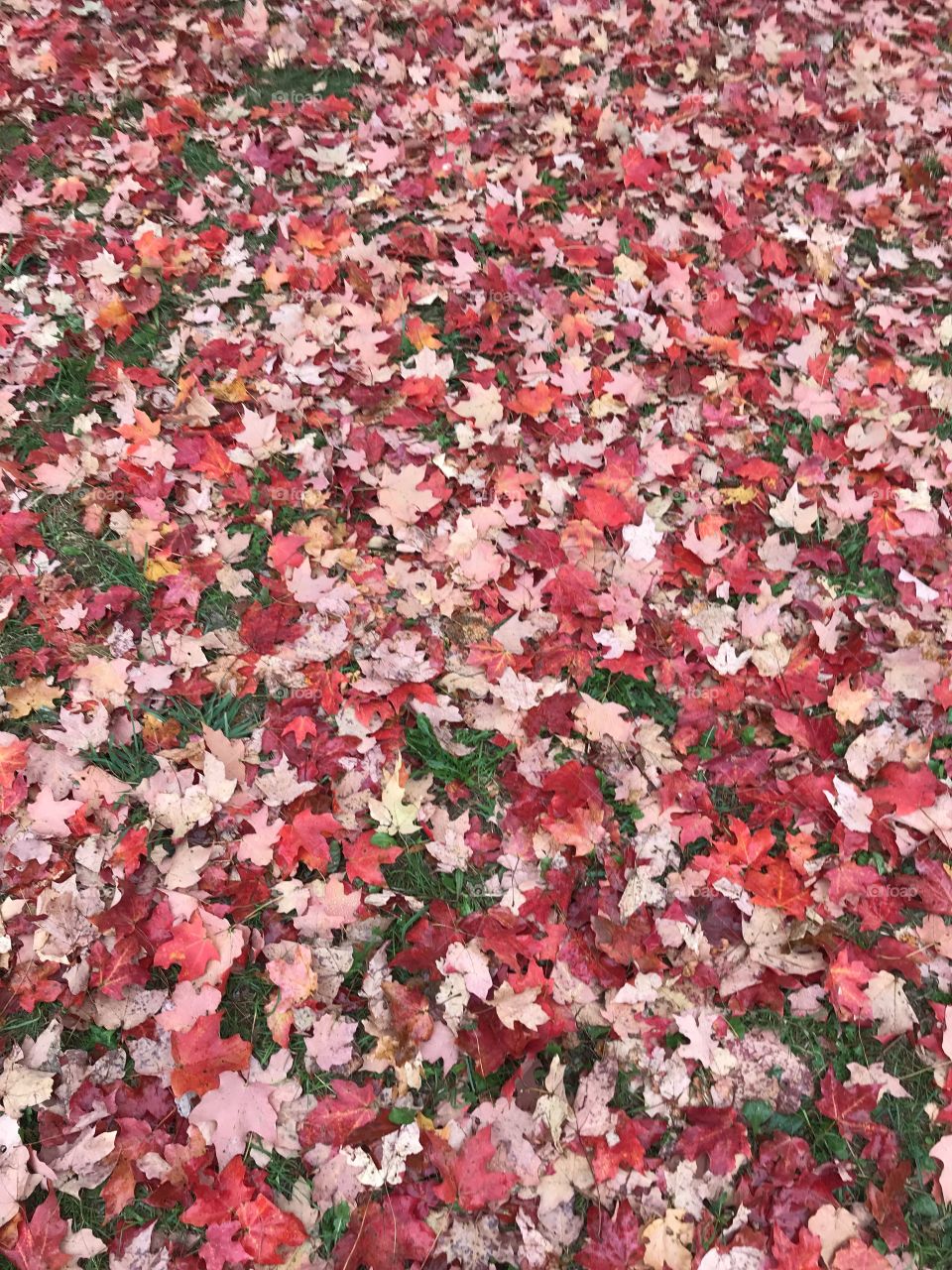 Leaf, Texture, Pattern, Desktop, No Person