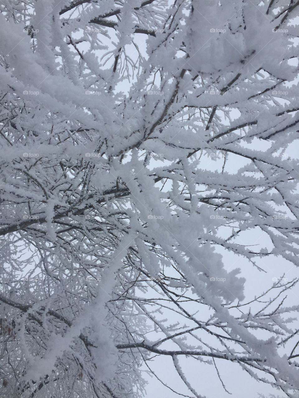 Tree Hoar frost 