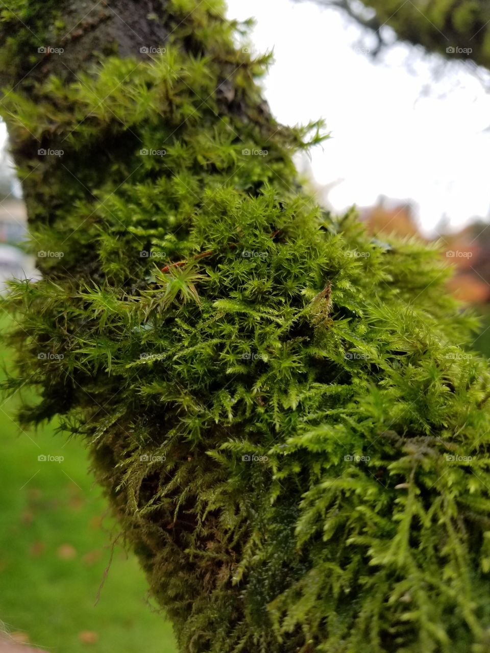 tree moss
