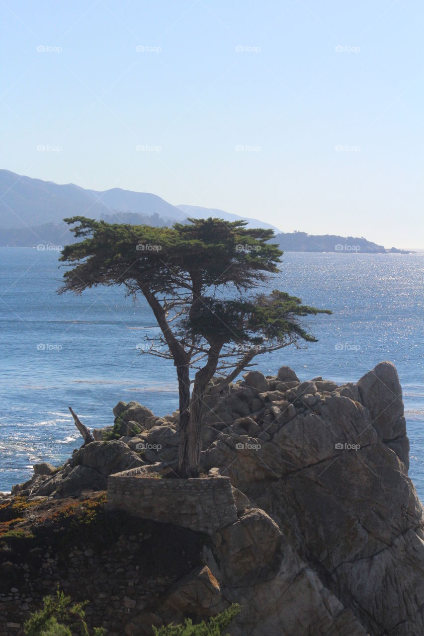 Lone Cypress