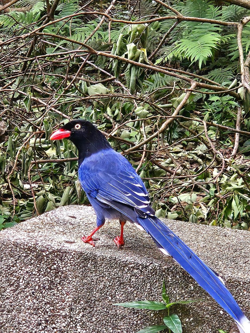 A rare species in conservation: A chance encounter with the wild Taiwanese blue magpie