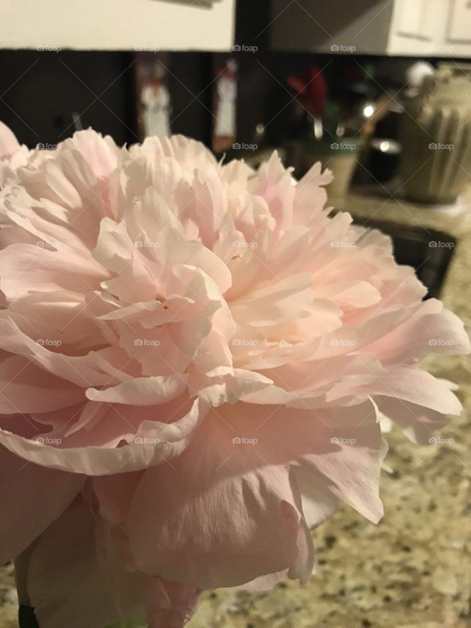 Big peony