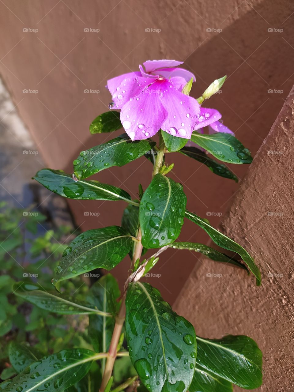 Raindrops shine like pearls on petals and leaves