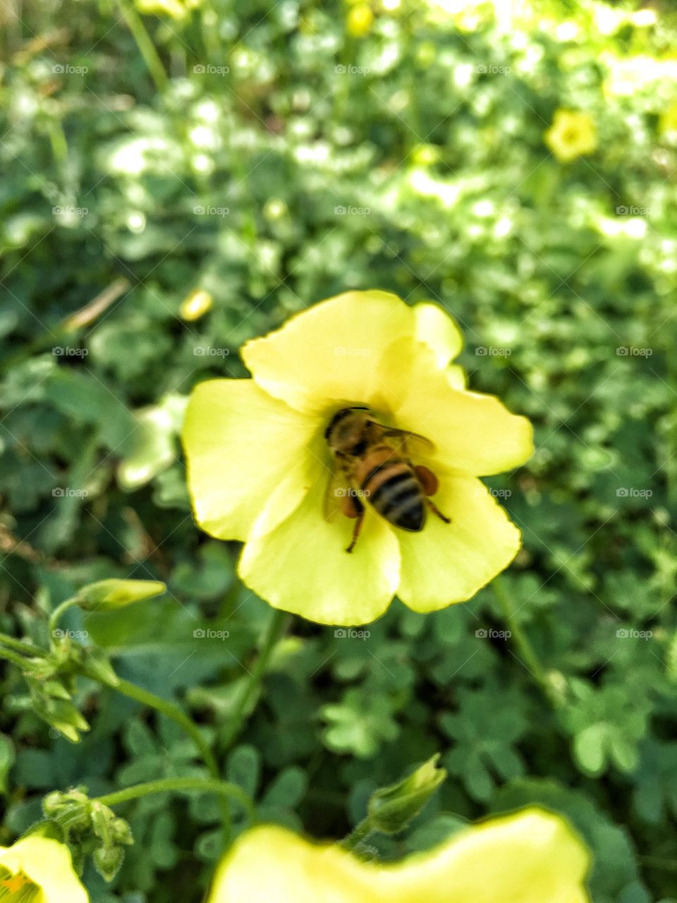 Bee getting nectar 