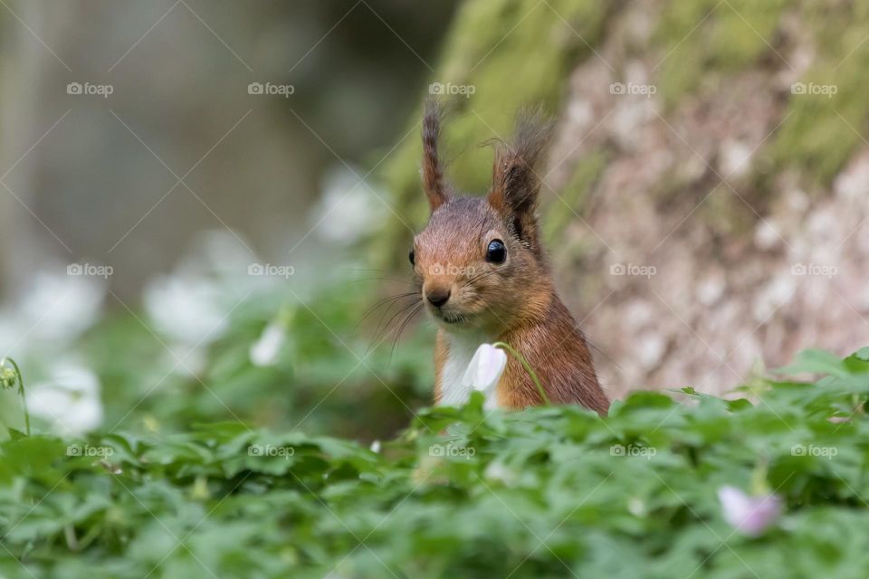 Closeup of a little squirrel popping up in the anemone flower bed in the forest, wildlife in Sweden 